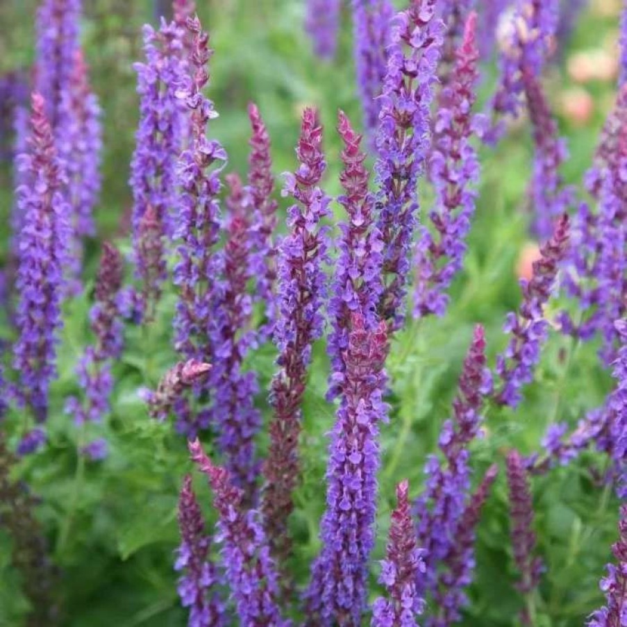 Salvia Plants * | Salvia X Sylvestris Mainacht | 2 Litre Pot