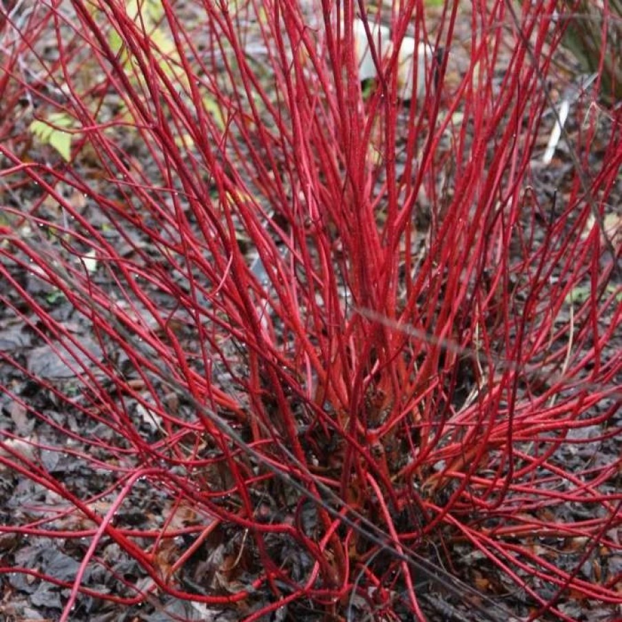 All Ornamental Shrubs * | Cornus Alba Sibirica | 12L Pot