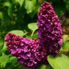 All Ornamental Shrubs * | Syringa Vulgaris Andenken An Ludwig Spath | 12L Pot