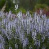 Salvia Plants * | Salvia Nemorosa Crystal Blue (Color Spires Series) | 2L Pot