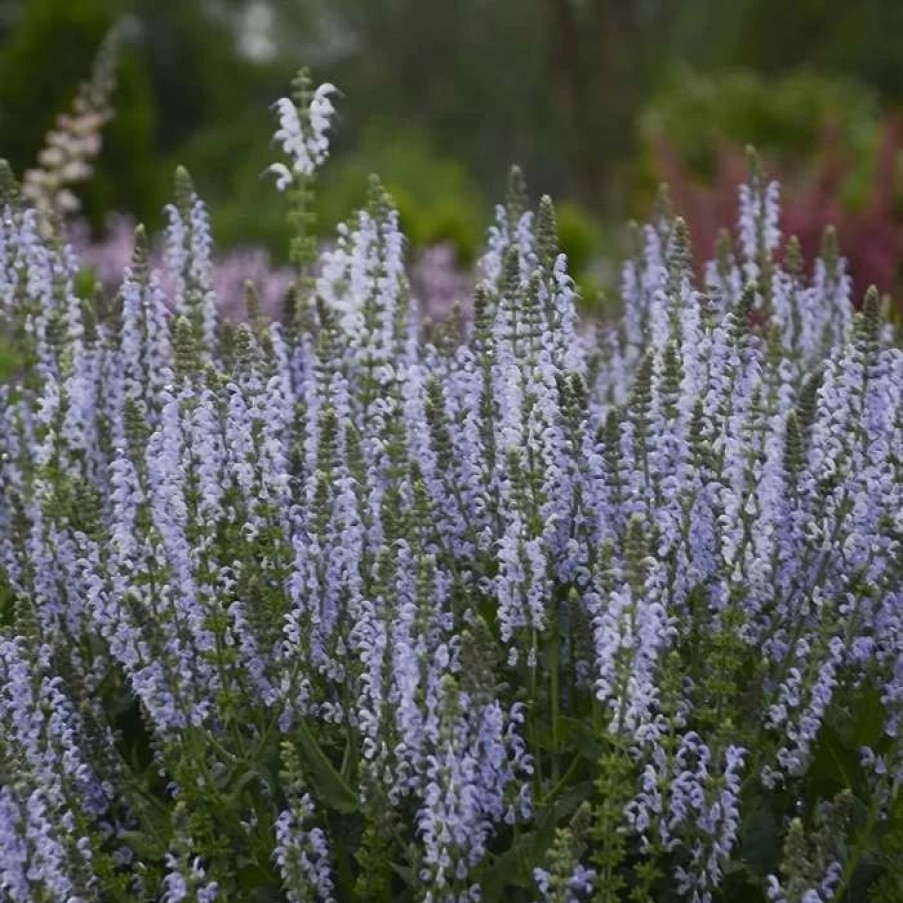 Salvia Plants * | Salvia Nemorosa Crystal Blue (Color Spires Series) | 2L Pot