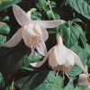 All Ornamental Shrubs * | Fuchsia Happy Wedding Day | 9Cm Pot