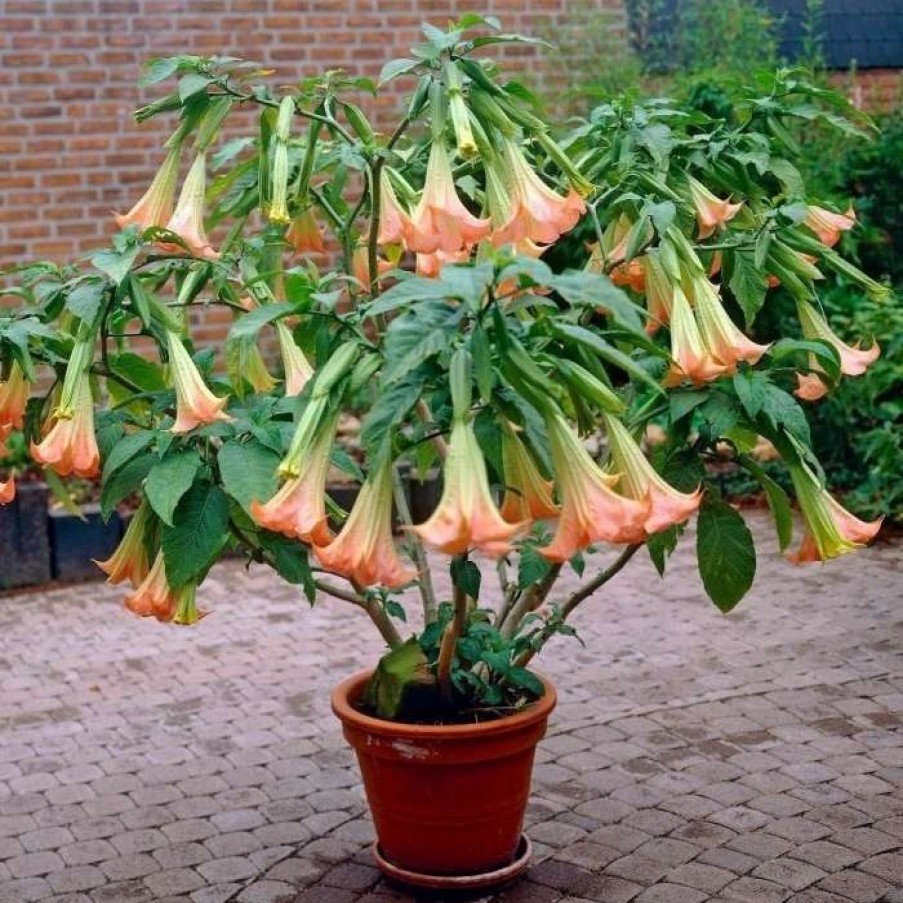 All Ornamental Shrubs * | Brugmansia Blush Pink | 19Cm Pot