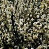 All Ornamental Shrubs * | Cytisus Praecox Albus | 2L Pot