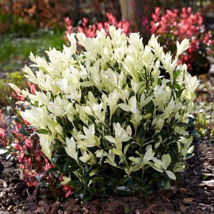 All Ornamental Shrubs * | Euonymus Japonica Himalaya ('Lankveld06') (Pbr) | 2 Litre Pot