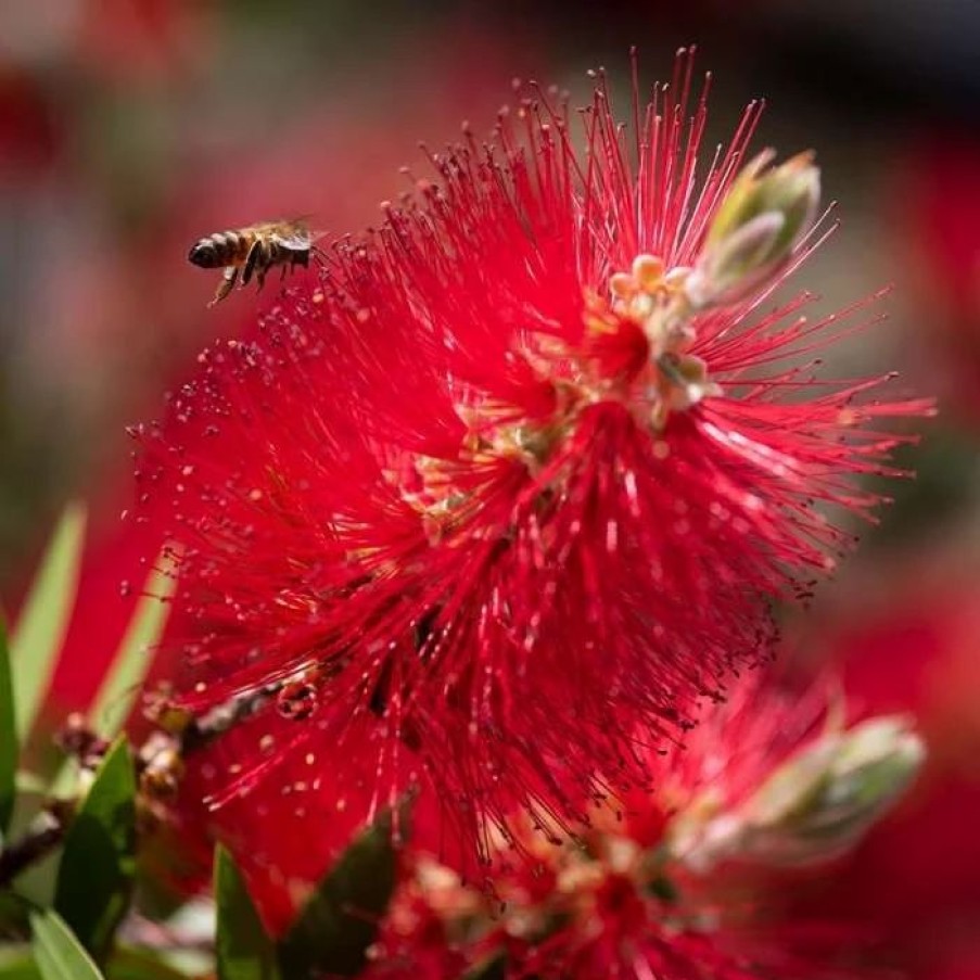 All Ornamental Shrubs * | Callistemon Laevis | 7.5 Litre Pot