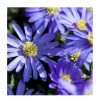 Anemone Plants * | Anemone Blanda Potted Bulbs | 9Cm Pot