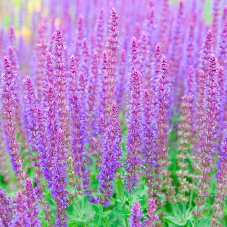 Salvia Plants * | Salvia Nemorosa Ostfriesland | 9Cm Pot