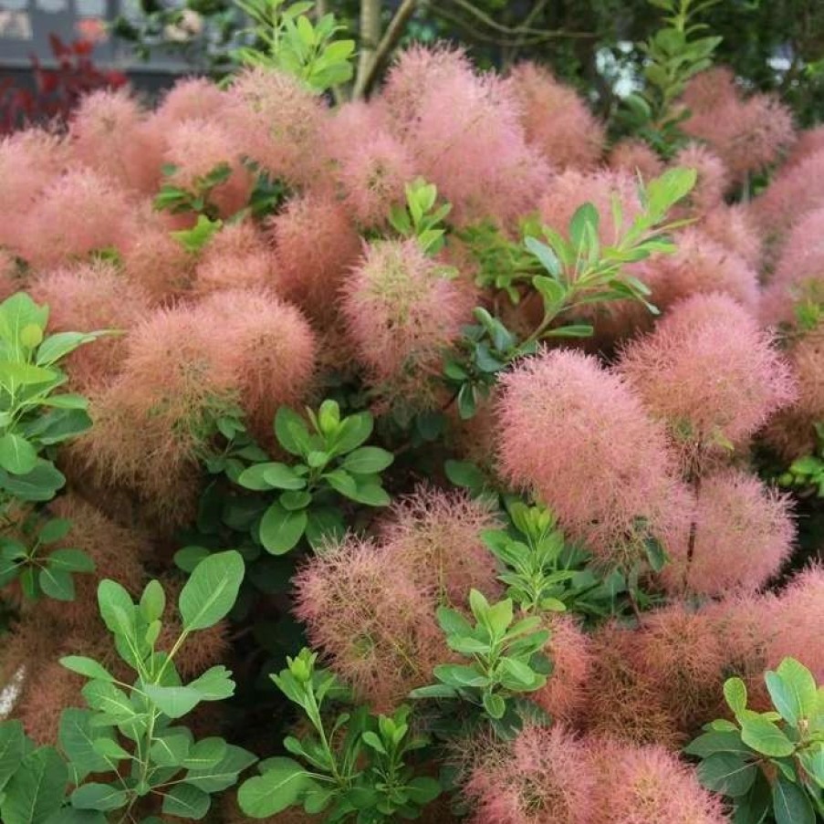 All Ornamental Shrubs * | Cotinus Candy Floss | 3L Pot