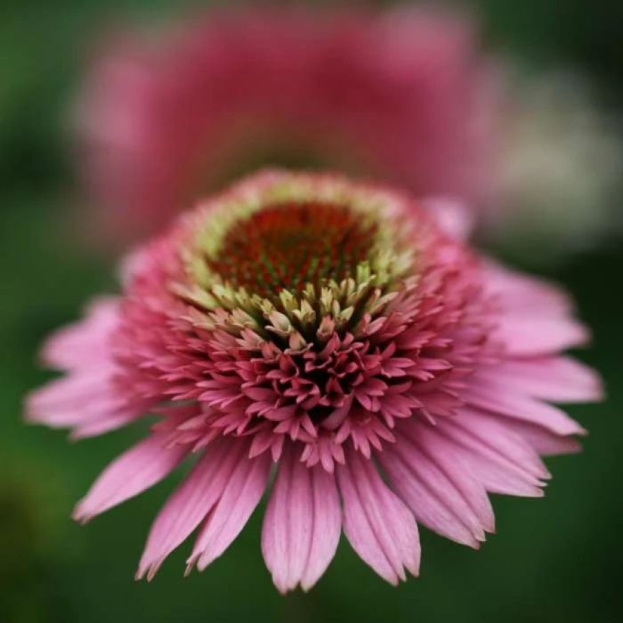 Echinacea Plants * | Echinacea Butterfly Kisses (Pbr) (Cone-Fections Series) | 9Cm Pot