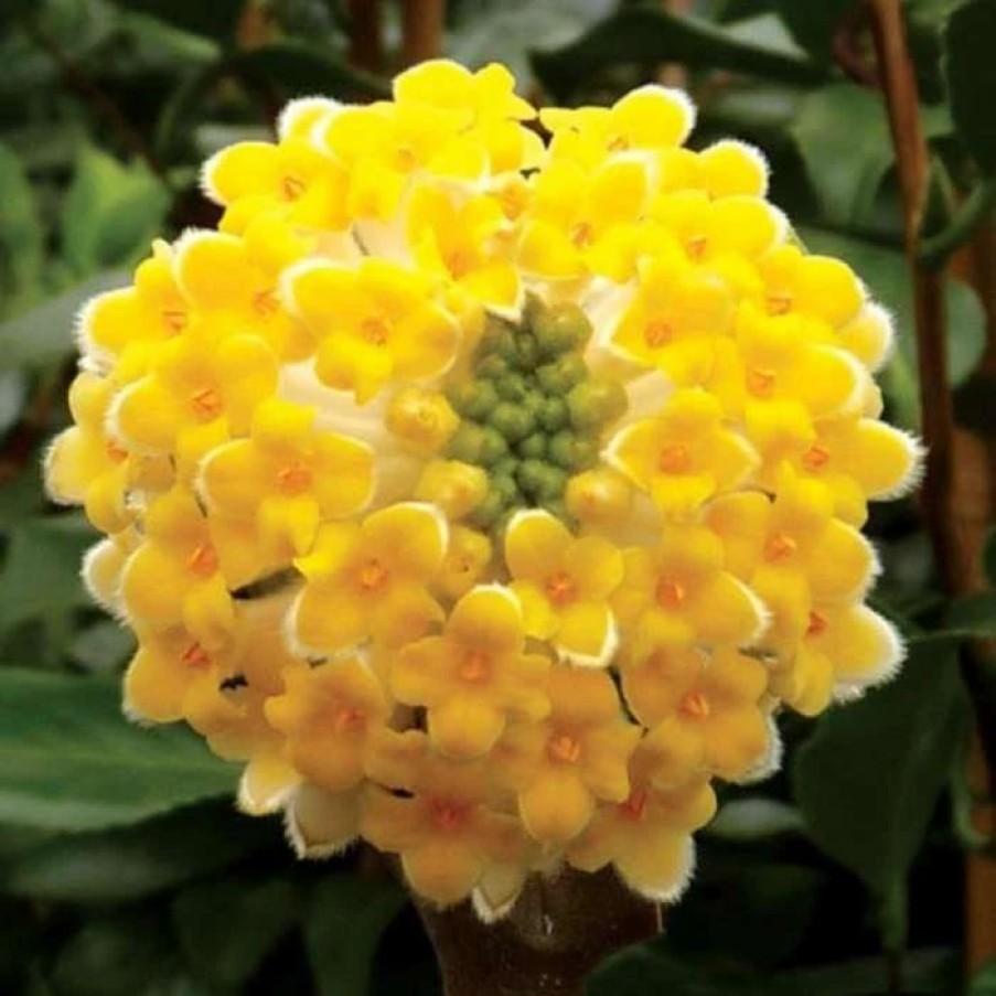 All Ornamental Shrubs * | Edgeworthia Chrysantha Grandiflora | 1.5L Pot