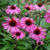 Echinacea Plants * | Echinacea Purpurea Rubinstern | 9Cm Pot