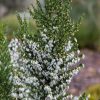 All Ornamental Shrubs * | Erica Australis F. Albiflora Polar Express | 3 Litre Pot