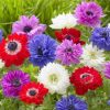 Anemone Plants * | Anemone Coronaria Saint Bridgid Group Mixed | 25 Bulbs