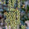 All Ornamental Shrubs * | Stachyurus Chinensis Celina | 2L Pot