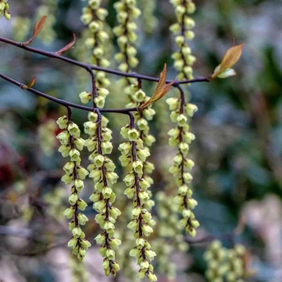 All Ornamental Shrubs * | Stachyurus Chinensis Celina | 2L Pot