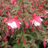 All Ornamental Shrubs * | Fuchsia Alice Hoffman | 2 Litre Pot