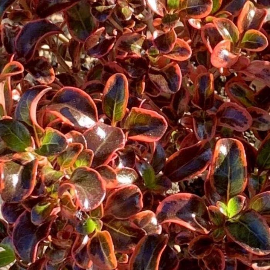 All Ornamental Shrubs * | Coprosma Inferno (Pbr) | 2 Litre Pot