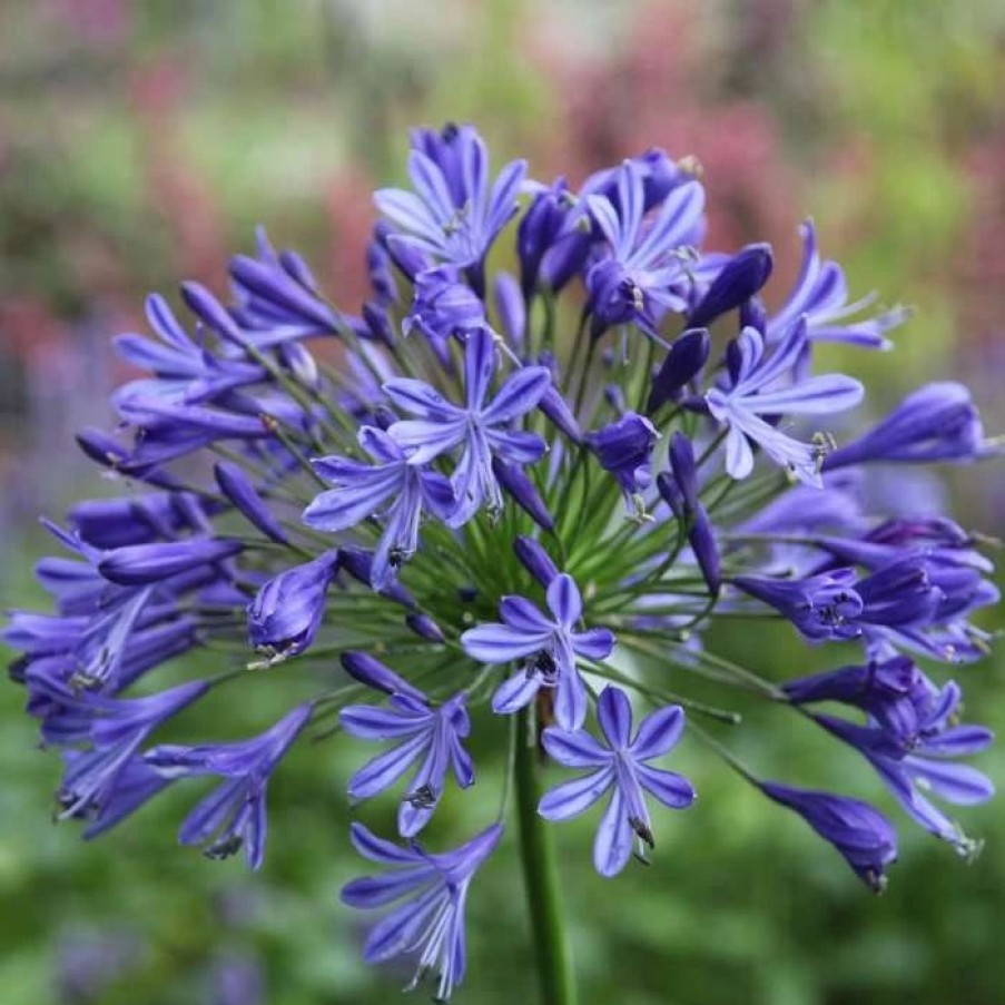 Agapanthus Plants * | Agapanthus Headbourne Hybrids | 2L Pot