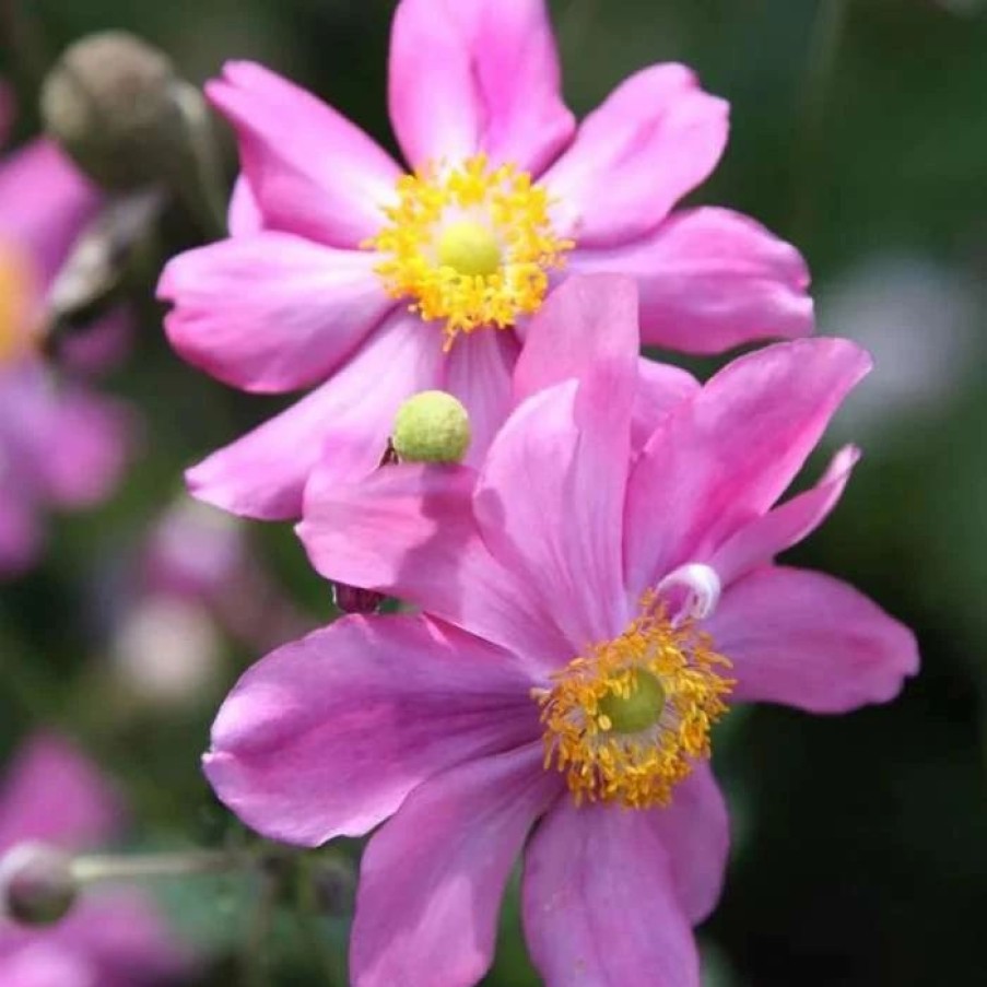 Anemone Plants * | Anemone Hupehensis Var. Japonica Prinz Heinrich | 2L Pot