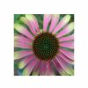 Echinacea Plants * | Echinacea Green Envy (Pbr) | 9Cm Pot