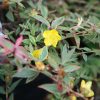 All Ornamental Shrubs * | Hypericum Moserianum Tricolor | 2L Pot