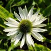 Echinacea Plants * | Echinacea Purpurea Virgin (Pbr) | 9Cm Pot