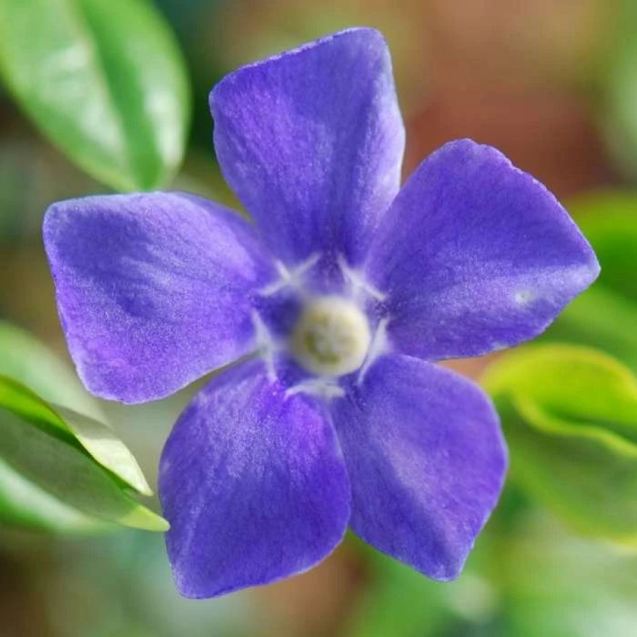 All Ornamental Shrubs * | Vinca Major | 2L Pot