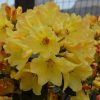 All Ornamental Shrubs * | Rhododendron Nancy Evans | 2 Litre Pot