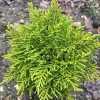 All Ornamental Shrubs * | Hebe Ochracea James Stirling | 2 Litre Pot