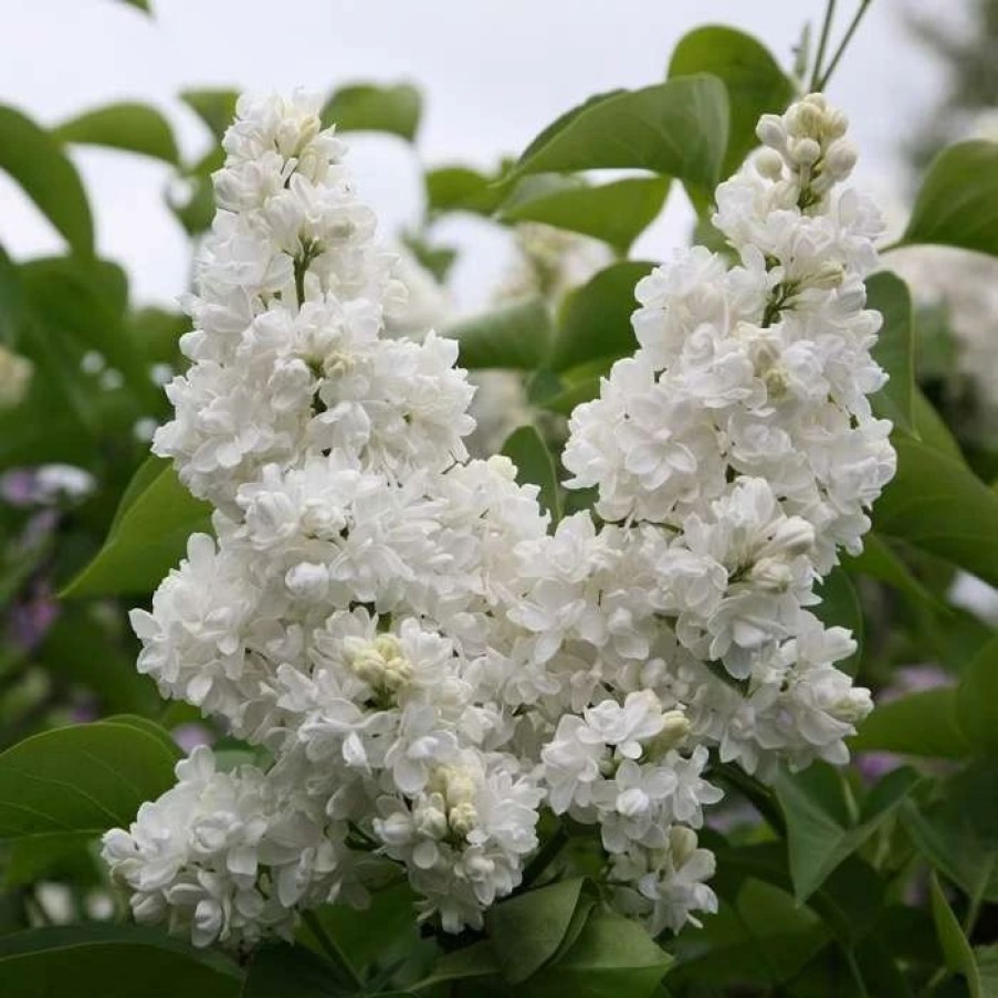 All Ornamental Shrubs * | Syringa Vulgaris Madame Lemoine | 12L Pot