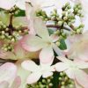 All Ornamental Shrubs * | Viburnum Plicatum F. Tomentosum Kilimanjaro Sunrise ('Jww5') (Pbr) | 2L Pot