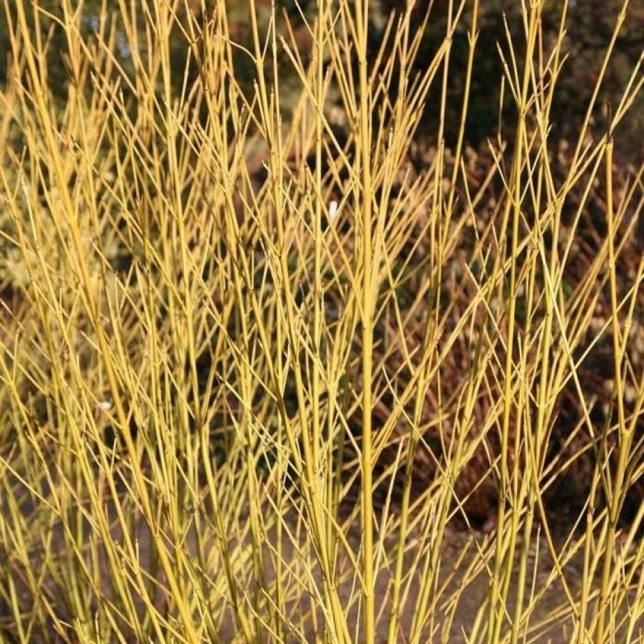 All Ornamental Shrubs * | Cornus Sericea Budd'S Yellow | 7.5L Pot