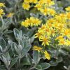 All Ornamental Shrubs * | Brachyglottis (Dunedin Group) Sunshine | 2L Pot