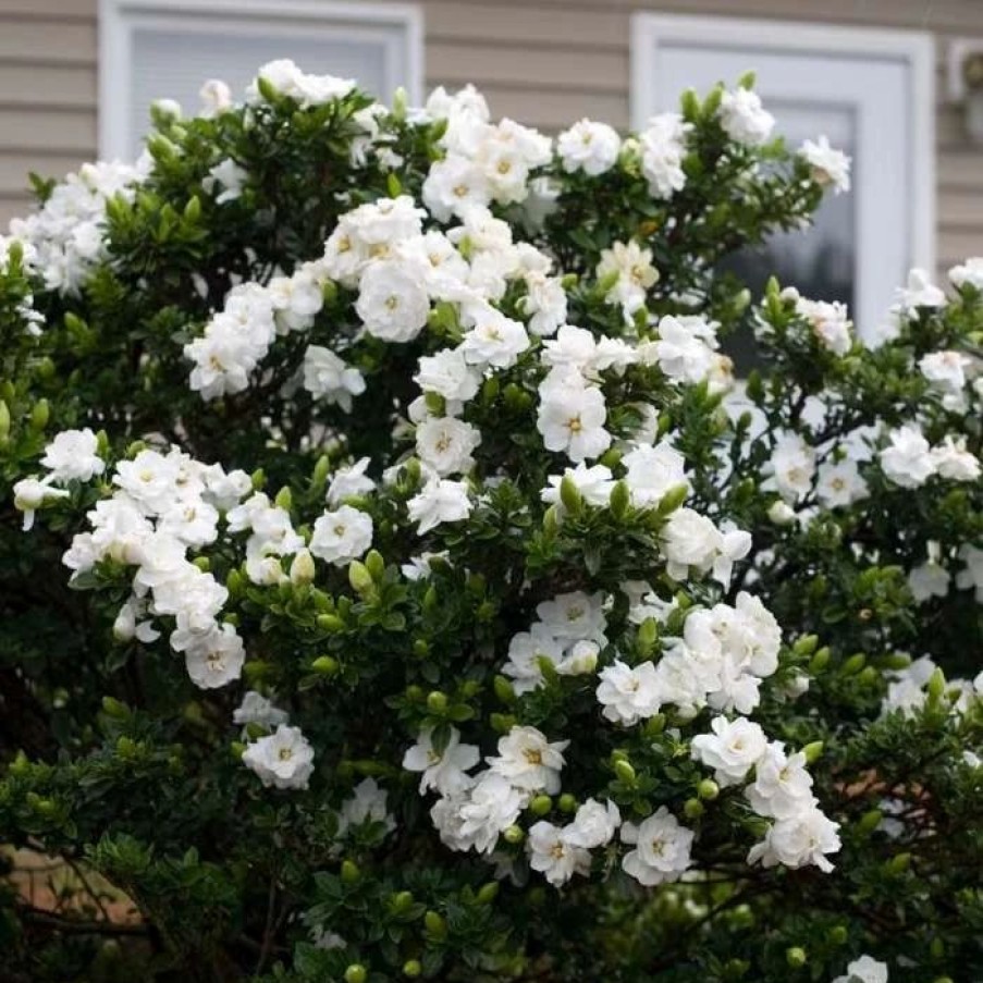 All Ornamental Shrubs * | Gardenia Jasminoides Crown Jewel (Pbr) | 9Cm Pot