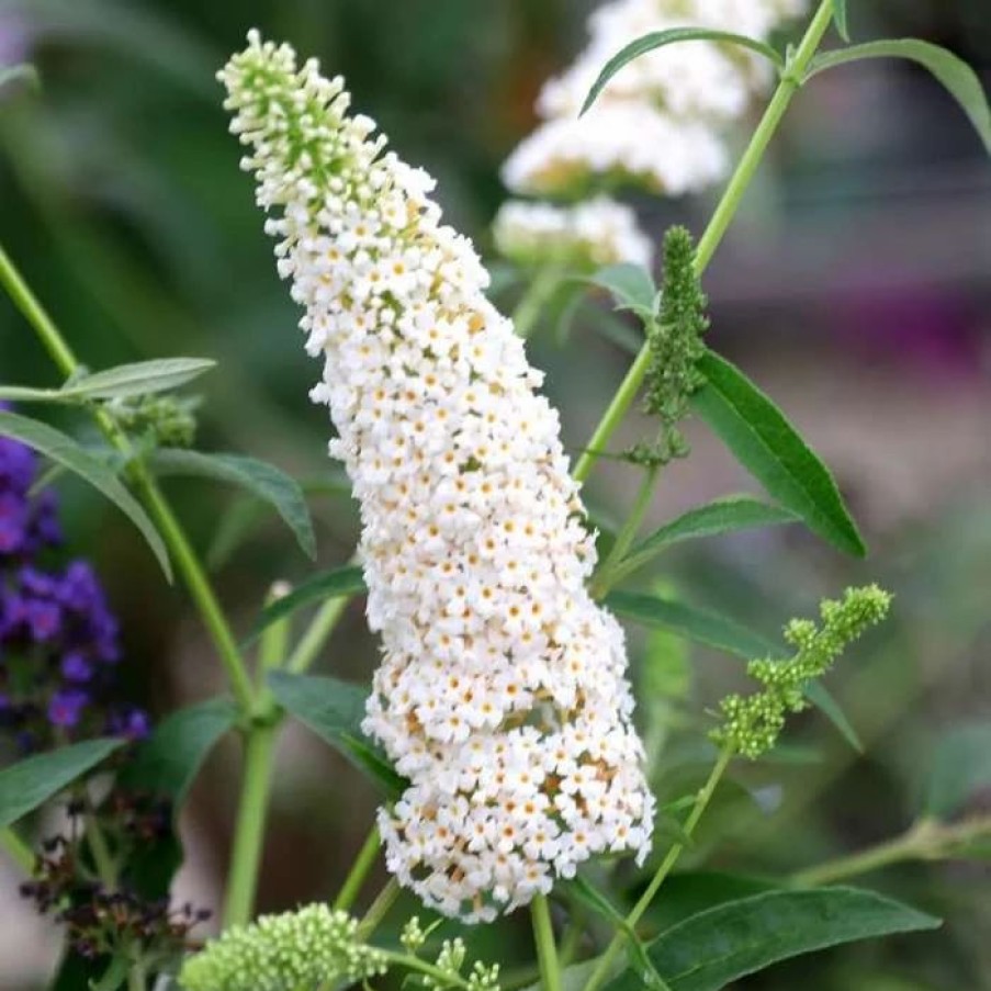 All Ornamental Shrubs * | Buddleja Davidii White Profusion | 10L Pot