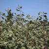 All Ornamental Shrubs * | Cornus Alba Elegantissima | 12L Pot