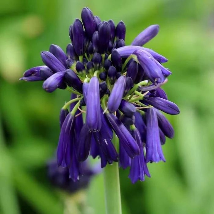 Agapanthus Plants * | Agapanthus Inapertus Subsp. Pendulus Graskop | 9Cm Pot