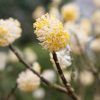 All Ornamental Shrubs * | Edgeworthia Chrysantha | 1L Pot