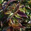 All Ornamental Shrubs * | Leucothoe Walteri Rainbow | 2L Pot