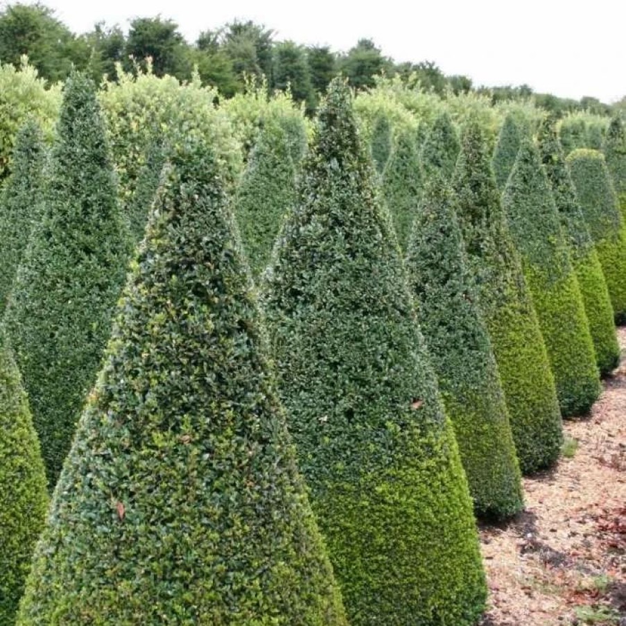 All Ornamental Shrubs * | Buxus Sempervirens | 5 Lt Cone