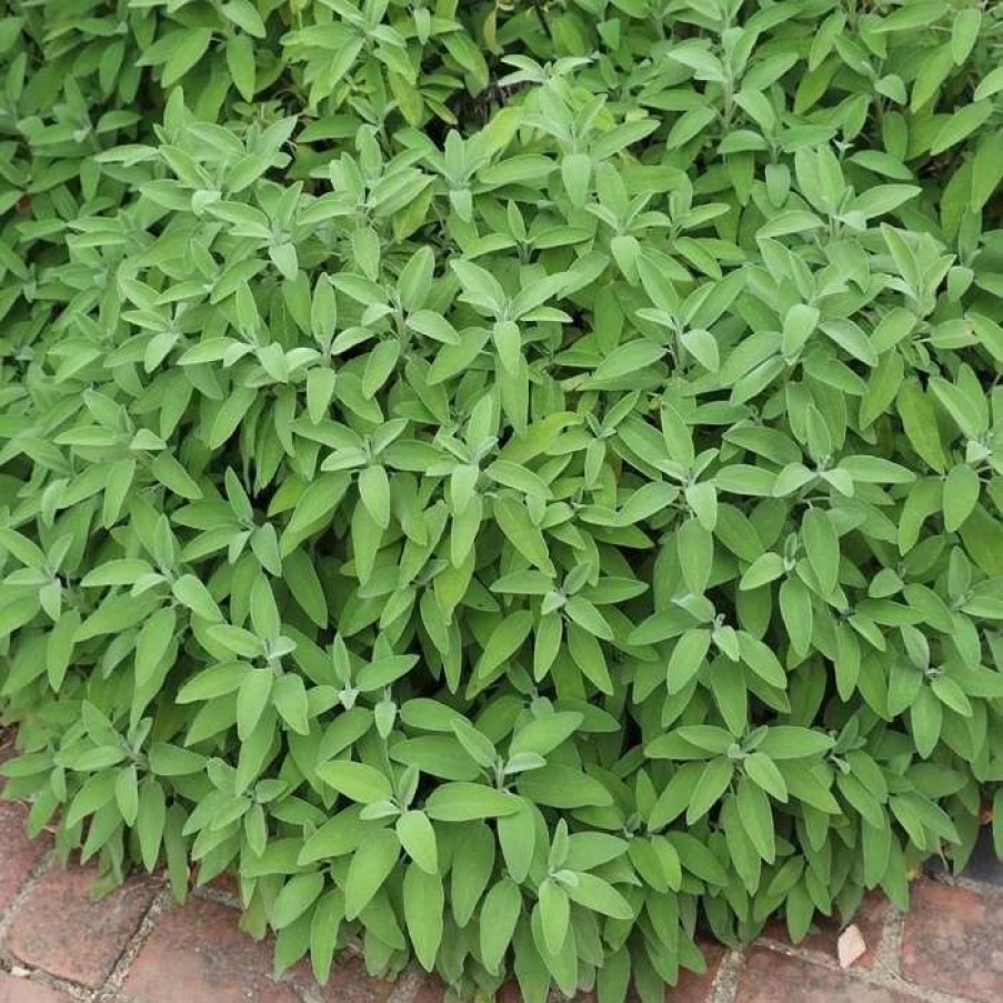 Salvia Plants * | Salvia Officinalis | Approx 30 Seeds