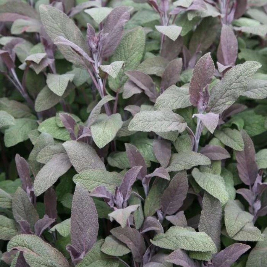 Salvia Plants * | Salvia Officinalis Purpurascens | 9Cm Pot