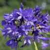 Agapanthus Plants * | Agapanthus Midnight Madness | 9Cm Pot