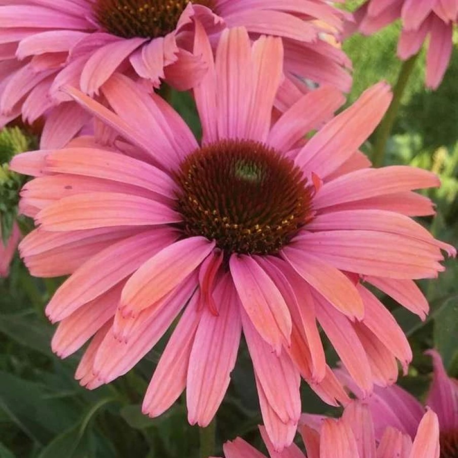 Echinacea Plants * | Echinacea Sunseekers Rainbow ('Ifecssra') (Pbr) (Sunseekers Series) | 9Cm Pot