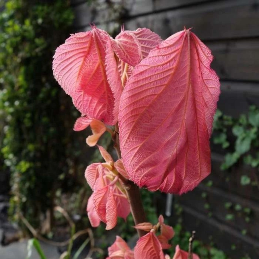 All Ornamental Shrubs * | Alchornea Davidii | 3 Litre Pot