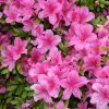 All Ornamental Shrubs * | Rhododendron (Aronense Group) Momoko | 2 Litre Pot