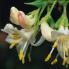 All Ornamental Shrubs * | Lonicera Fragrantissima | 3 Litre Pot