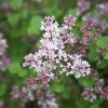 All Ornamental Shrubs * | Syringa Meyeri Palibin | 12L Pot