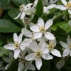 All Ornamental Shrubs * | Choisya Ternata | 10Lt Pot